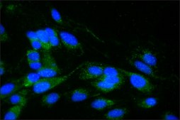 Anti-&#945;-Synuclein antibody produced in rabbit IgG fraction of antiserum, buffered aqueous solution