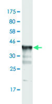 Monoclonal Anti-KCNC3, (C-terminal) antibody produced in mouse clone 6F7, purified immunoglobulin, buffered aqueous solution