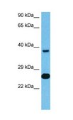 Anti-TAF10 antibody produced in rabbit affinity isolated antibody
