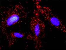 Monoclonal Anti-APC antibody produced in mouse clone 3E2, purified immunoglobulin, buffered aqueous solution