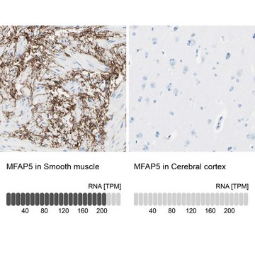 Anti-MFAP5 antibody produced in rabbit Prestige Antibodies&#174; Powered by Atlas Antibodies, affinity isolated antibody, buffered aqueous glycerol solution