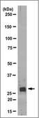 Anti-CD70 Antibody, clone TAN 1-7 clone TAN 1-7, from rat