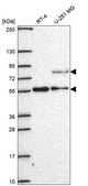 Anti-Cenpi Antibody Produced In Rabbit Prestige Antibodies&#174; Powered by Atlas Antibodies, affinity isolated antibody, buffered aqueous glycerol solution