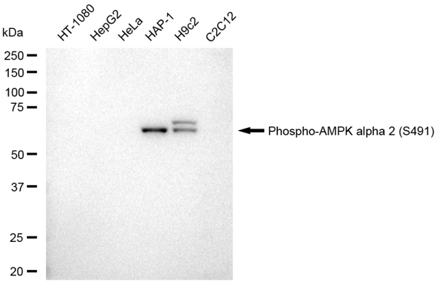 Anti-phospho-AMPK alpha 2 (Ser491) Antibody, clone 23GB5675, Rabbit Monoclonal clone 23GB5675, recombinant rabbit monoclonal, expressed in HEK293 cells