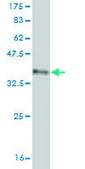 Monoclonal Anti-SMAD7 antibody produced in mouse clone 3G8, purified immunoglobulin, buffered aqueous solution