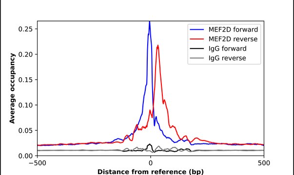 Anti-MEF2D antibody produced in rabbit Ab2, Prestige Antibodies&#174; Powered by Atlas Antibodies, affinity isolated antibody, buffered aqueous glycerol solution