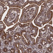 Monoclonal Anti-TUFM antibody produced in mouse Prestige Antibodies&#174; Powered by Atlas Antibodies, clone CL2242, purified immunoglobulin, buffered aqueous glycerol solution