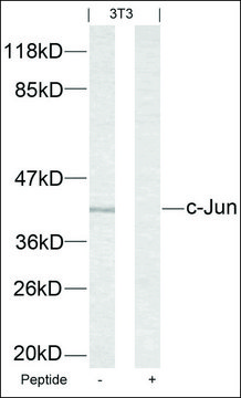 Anti-JUN (Ab-63) antibody produced in rabbit affinity isolated antibody