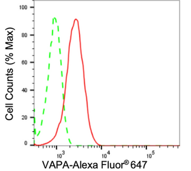 KD-Validated Anti VAMP Associated Protein A Antibody, clone 24GB2580, Rabbit Monoclonal clone 24GB2580, recombinant rabbit monoclonal, expressed in HEK293 cells