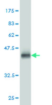 Monoclonal Anti-CACNG3 antibody produced in mouse clone 3E4, purified immunoglobulin, buffered aqueous solution