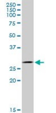 Anti-GCLM antibody produced in mouse purified immunoglobulin, buffered aqueous solution