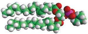 18:1 (&#916;6-Cis) PC 1,2-dipetroselenoyl-sn-glycero-3-phosphocholine, chloroform
