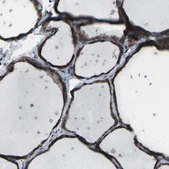 Anti-CMTM4 antibody produced in rabbit Prestige Antibodies&#174; Powered by Atlas Antibodies, affinity isolated antibody, buffered aqueous glycerol solution