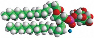 16:0 PI 1,2-dipalmitoyl-sn-glycero-3-phospho-(1&#8242;-myo-inositol) (ammonium salt), powder