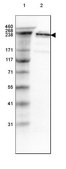 Anti-SPTBN1 antibody produced in rabbit Prestige Antibodies&#174; Powered by Atlas Antibodies, affinity isolated antibody, buffered aqueous glycerol solution