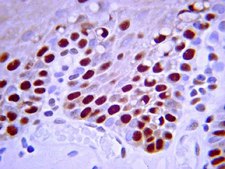 Anti-PCNA Antibody, clone PC10 clone PC10, Chemicon&#174;, from mouse