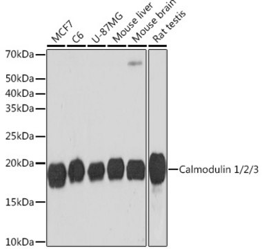 Anti-Calmodulin 1/2/3 Antibody, clone 10W3Y7, Rabbit Monoclonal
