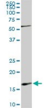 Monoclonal Anti-RHEB antibody produced in mouse clone 2C11, purified immunoglobulin, buffered aqueous solution