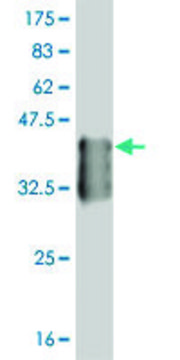 ANTI-T antibody produced in mouse clone 5E11, purified immunoglobulin, buffered aqueous solution