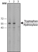 Monoclonal Anti-Tryptophan Hydroxylase antibody produced in mouse clone WH-3, ascites fluid