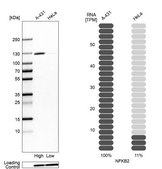 Anti-NFKB2 antibody produced in rabbit Prestige Antibodies&#174; Powered by Atlas Antibodies, affinity isolated antibody, buffered aqueous glycerol solution