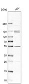 Anti-PUM2 antibody produced in rabbit affinity isolated antibody, buffered aqueous glycerol solution