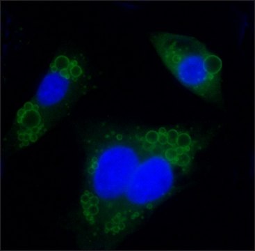 Anti-Perilipin A/B antibody produced in rabbit affinity isolated antibody, buffered aqueous solution