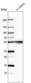 Anti-TUBB antibody produced in rabbit Prestige Antibodies® Powered by Atlas Antibodies, affinity isolated antibody, buffered aqueous glycerol solution