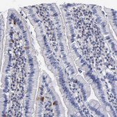 Anti-RDX antibody produced in rabbit Prestige Antibodies&#174; Powered by Atlas Antibodies, affinity isolated antibody, buffered aqueous glycerol solution