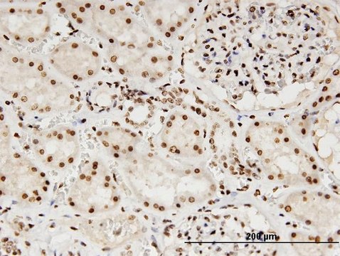 Monoclonal Anti-LMNB1 antibody produced in mouse clone 4E4, purified immunoglobulin, buffered aqueous solution