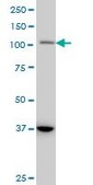 Monoclonal Anti-STAT2 antibody produced in mouse clone 5G7, purified immunoglobulin, buffered aqueous solution