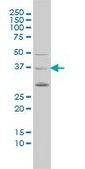 Monoclonal Anti-PCGF4 antibody produced in mouse clone 4E10-1C5, purified immunoglobulin, buffered aqueous solution