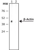 Anti-Mouse IgG (Fab specific)–Biotin antibody produced in goat affinity isolated antibody, buffered aqueous solution