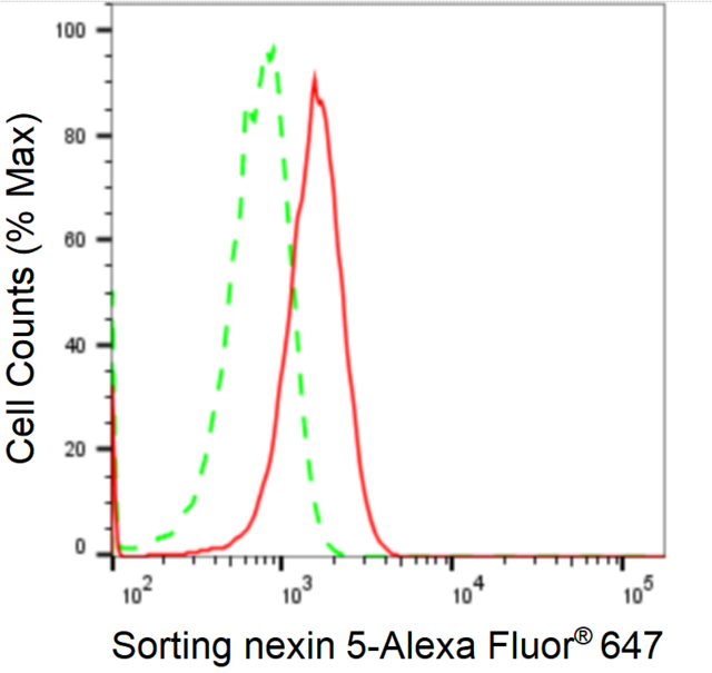 KD-Validated Anti Sorting Nexin 5 Antibody, clone 24GB2310, Rabbit Monoclonal clone 24GB2310, recombinant rabbit monoclonal, expressed in HEK293 cells