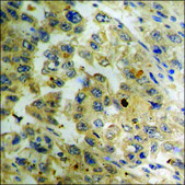 Anti-phospho-CDC25B (pSer353) antibody produced in rabbit affinity isolated antibody