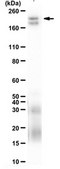 Anti-Lysine-specific demethylase 5C Antibody from rabbit, purified by affinity chromatography