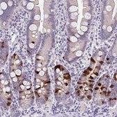 Anti-CDC20 antibody produced in rabbit Prestige Antibodies&#174; Powered by Atlas Antibodies, affinity isolated antibody, buffered aqueous glycerol solution