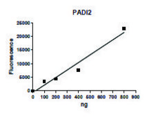 PADI-2 human recombinant, expressed in baculovirus infected Sf9 cells, &#8805;60% (SDS-PAGE)