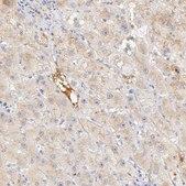 Anti-GC antibody produced in rabbit Prestige Antibodies&#174; Powered by Atlas Antibodies, affinity isolated antibody, buffered aqueous glycerol solution