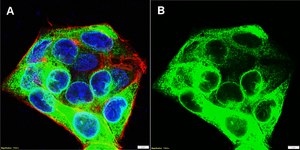 Anti-SCD Antibody, clone 2C2 ZooMAb&#174; Rabbit Monoclonal recombinant, expressed in HEK 293 cells