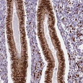 Monoclonal Anti-FUS antibody produced in mouse Prestige Antibodies&#174; Powered by Atlas Antibodies, clone CL0190, purified immunoglobulin, buffered aqueous glycerol solution