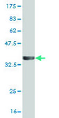 Monoclonal Anti-PPP3CA antibody produced in mouse clone 2G8, purified immunoglobulin, buffered aqueous solution