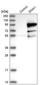 Anti-DNAI1 antibody produced in rabbit Prestige Antibodies&#174; Powered by Atlas Antibodies, affinity isolated antibody, buffered aqueous glycerol solution, Ab2