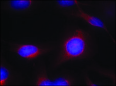 Anti-MAP2K1/MAP2K2 (Ab-217/221) antibody produced in rabbit affinity isolated antibody
