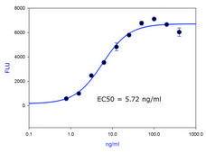 Brain-derived neurotrophic factor human BDNF, recombinant, expressed in E. coli, lyophilized powder, suitable for cell culture