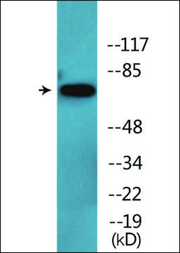 Anti-phospho-Tau (pThr534) antibody produced in rabbit affinity isolated antibody