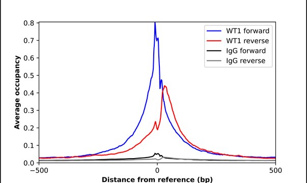 Anti-WT1 antibody produced in rabbit Prestige Antibodies&#174; Powered by Atlas Antibodies, affinity isolated antibody