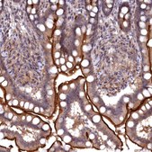 Anti-TMC5 antibody produced in rabbit Prestige Antibodies&#174; Powered by Atlas Antibodies, affinity isolated antibody, buffered aqueous glycerol solution