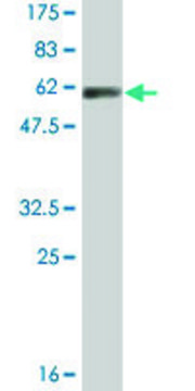 Monoclonal Anti-DNALI1 antibody produced in mouse clone 2H3, ascites fluid, buffered aqueous solution