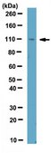 Anti-Ipaf (NLRC4) Antibody from rabbit, purified by affinity chromatography